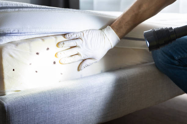 Reliable Statham, GA Pest Control Solutions